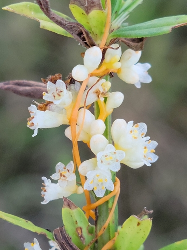 Peruvian Dodder (Cuscuta obtusiflora)