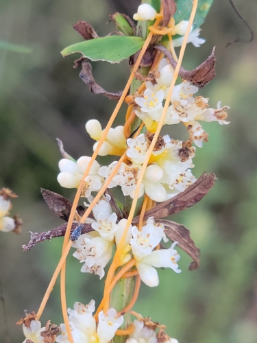 Image of Cuscuta obtusiflora by (c) Jay Horn, some rights reserved (CC BY)