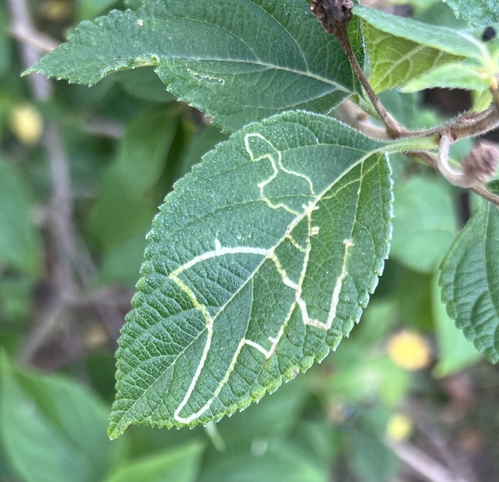 Cherry Pie Leafminer