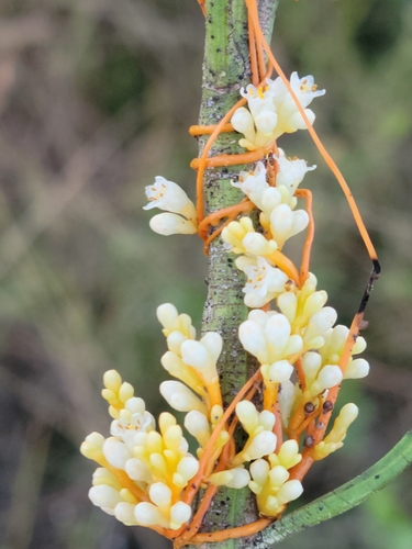 Image of Cuscuta obtusiflora by (c) Jay Horn, some rights reserved (CC BY)
