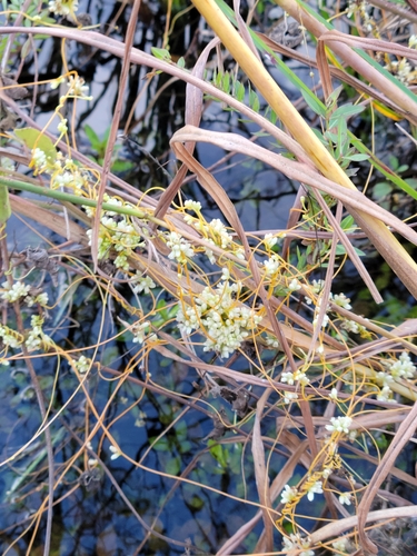 Image of Cuscuta obtusiflora by (c) Jay Horn, some rights reserved (CC BY)