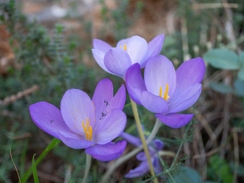 Crocus goulimyi