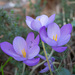 Crocus goulimyi - Photo (c) Christina Fryle, some rights reserved (CC BY-NC), uploaded by Christina Fryle