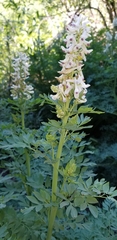 Corydalis caseana brachycarpa
