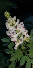 Corydalis caseana brachycarpa
