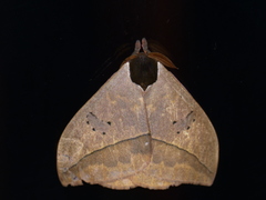 Automeris belti