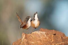 Carpentarian Grasswren photo 2