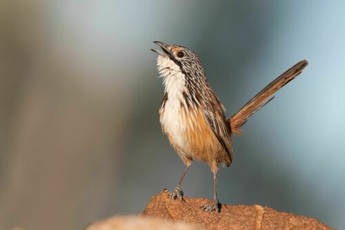 Carpentarian Grasswren