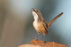 Carpentarian Grasswren photo 1