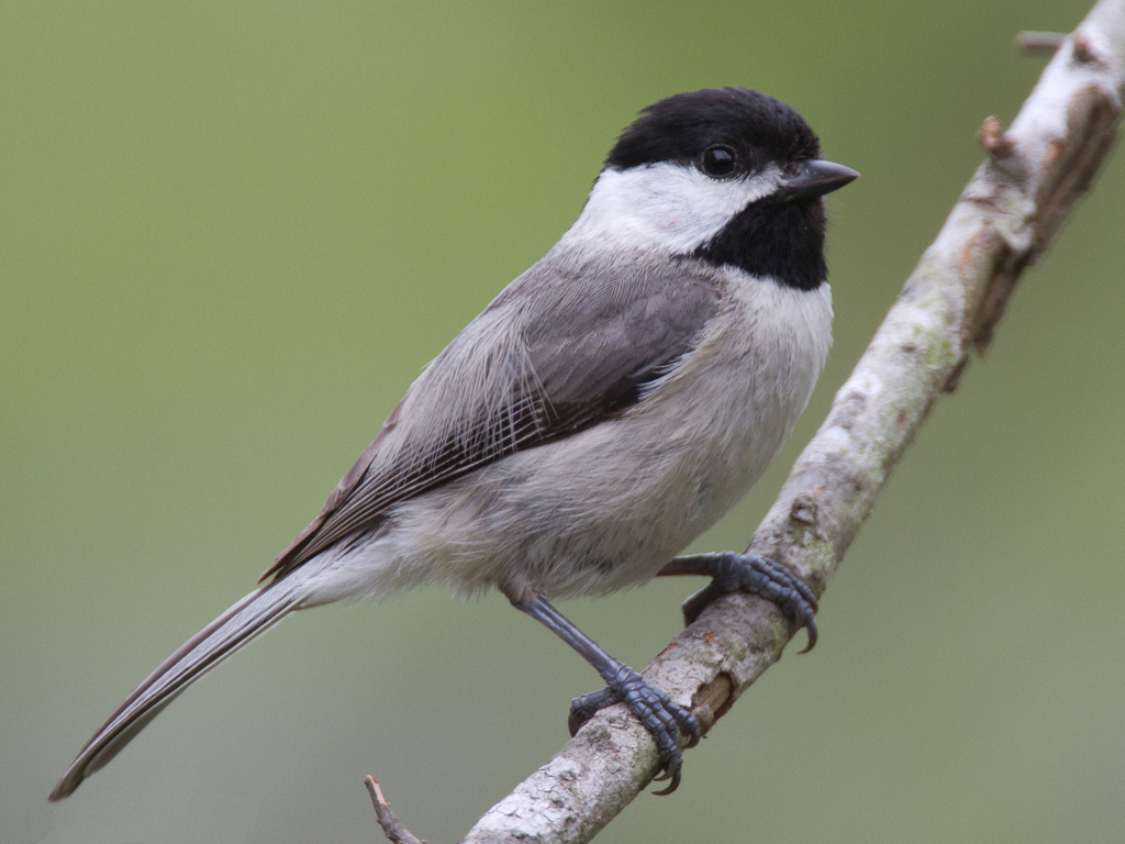 Poecile carolinensis atricapilloides