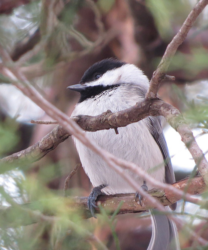Plumbeous Chickadee