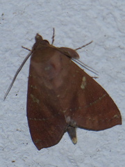 Hapigia simplex