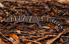 Sphaerodactylus nigropunctatus
