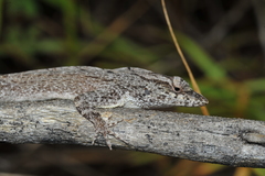 Anolis jubar albertschwartzi