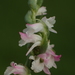 Spiranthes sinensis - Photo (c) 葉子, μερικά δικαιώματα διατηρούνται (CC BY-NC-ND), uploaded by 葉子
