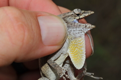 Anolis jubar albertschwartzi