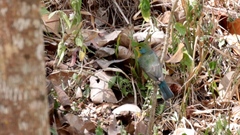 Passerina leclancherii