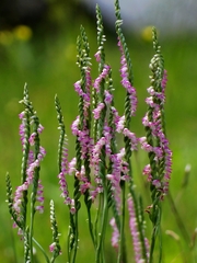 Spiranthes sinensis