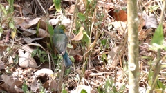 Passerina leclancherii