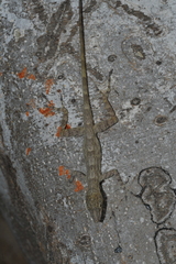 Anolis argenteolus