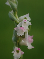 Spiranthes sinensis