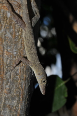 Anolis argenteolus