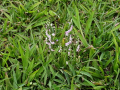 Spiranthes sinensis
