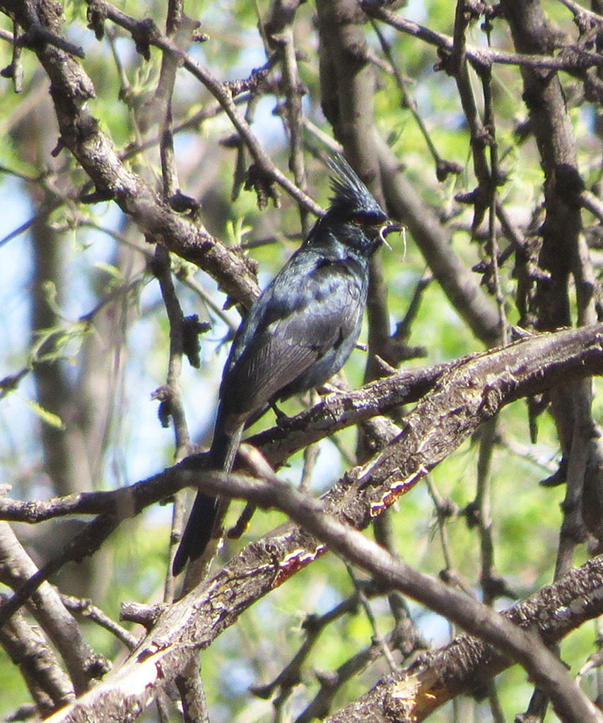 Phainopepla