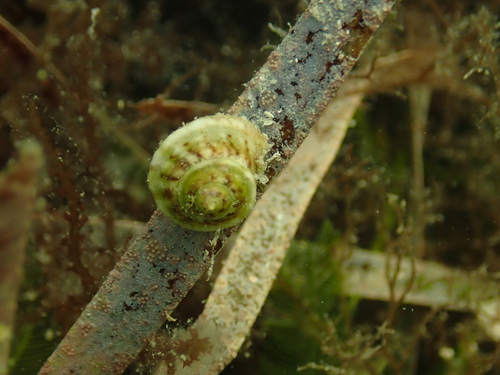 Button Snail | Native Nature