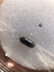 Armadillidium vulgare