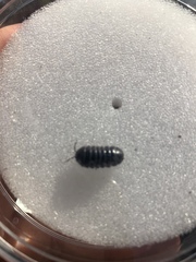 Armadillidium vulgare
