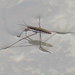 Water Striders and Ripple Bugs - Photo (c) Jared Gorrell, some rights reserved (CC BY-NC), uploaded by Jared Gorrell