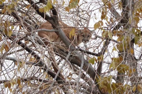 Mountain Lion photographed in New Mexico