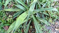 Agave angustifolia
