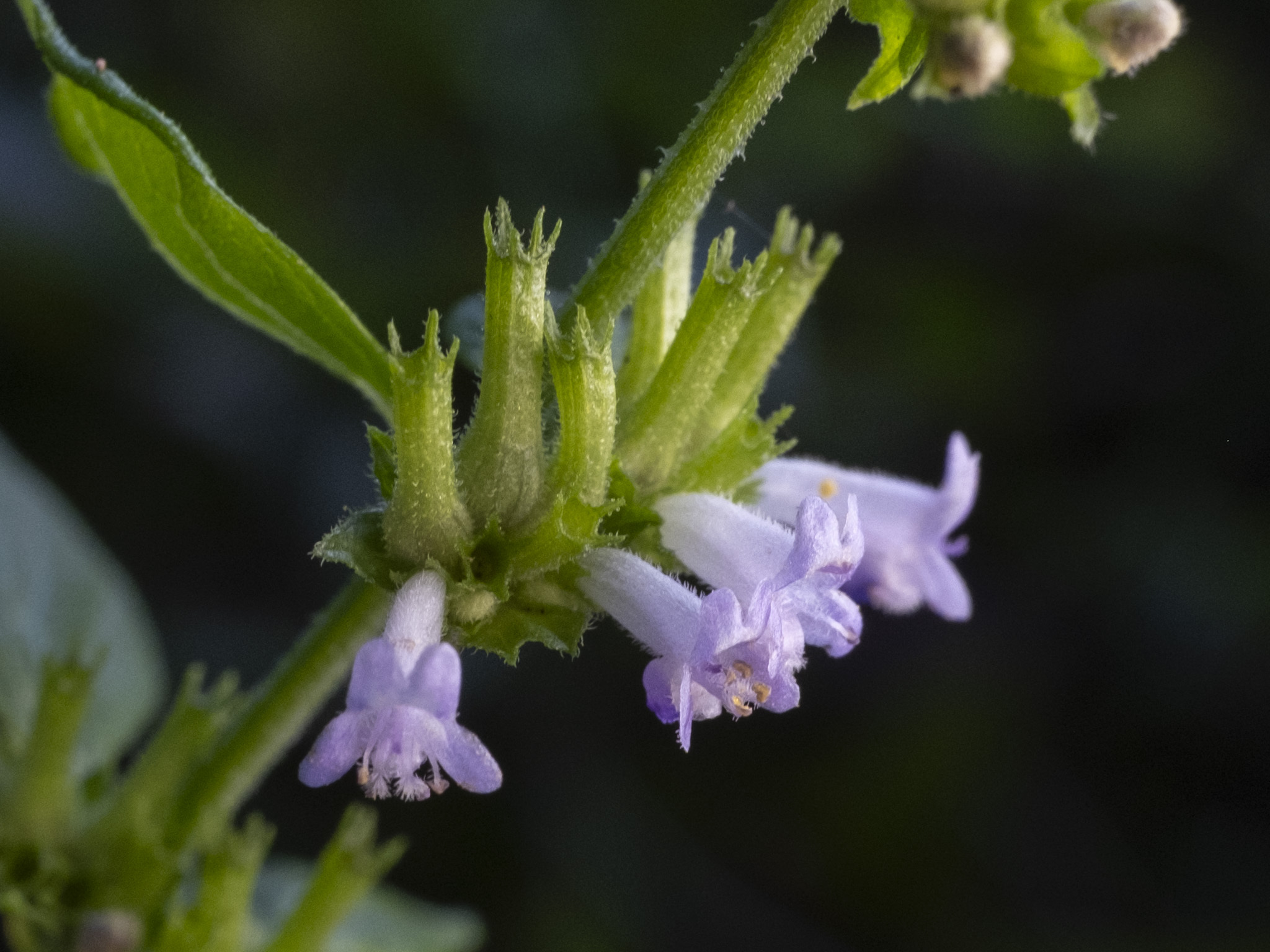 Hyptis mutabilis
