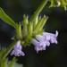 Tropical Bushmint - Photo (c) Alex Abair, some rights reserved (CC BY-NC), uploaded by Alex Abair