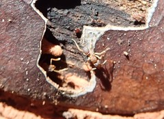 Cyphomyrmex minutus
