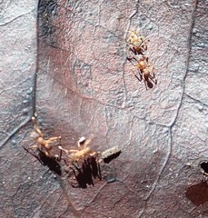 Cyphomyrmex minutus