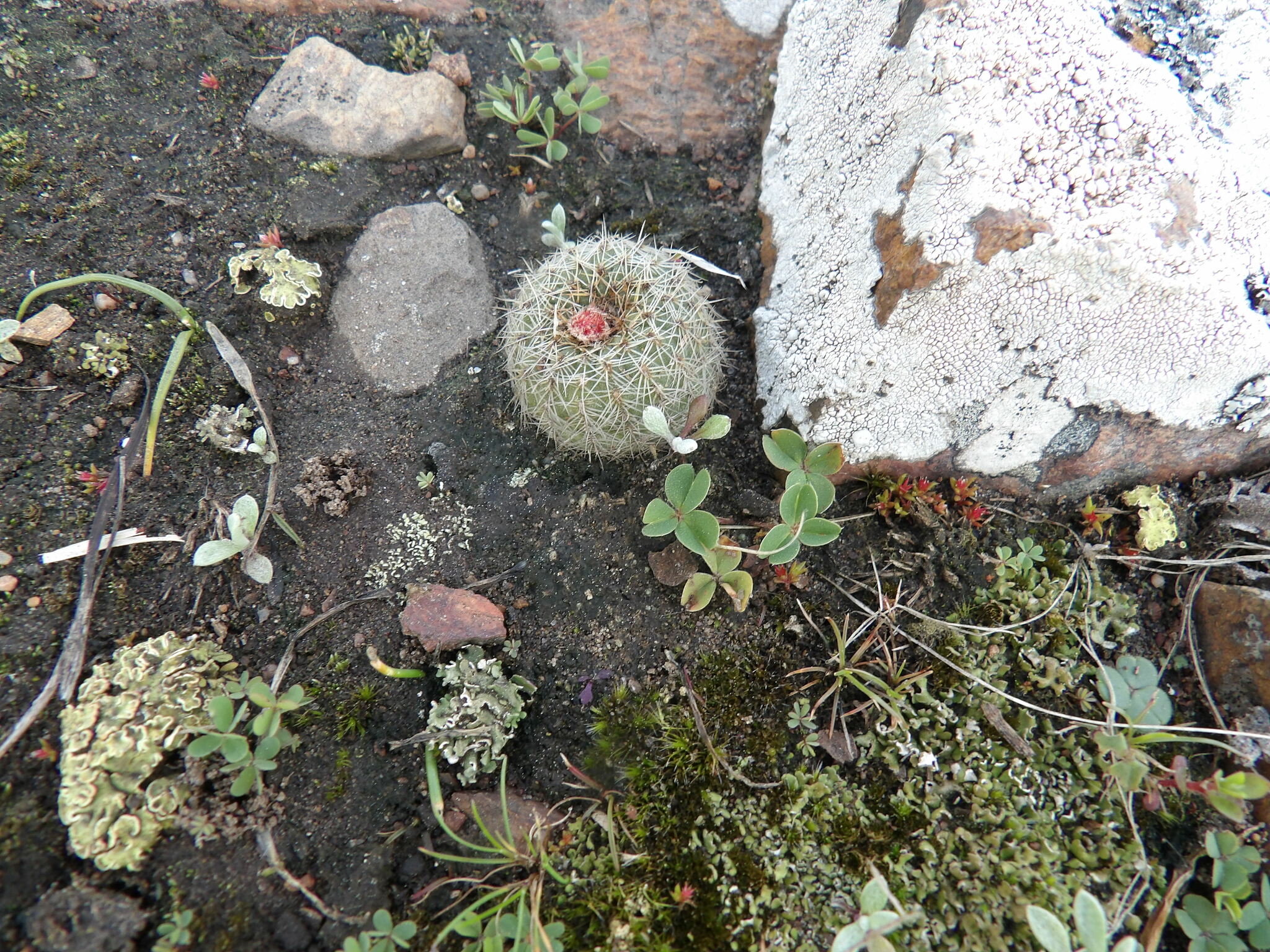 Imagem de Cacto-fraileia