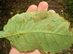 Eumetriochroa panacitorsens