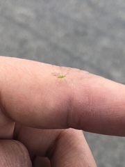 Aphididae