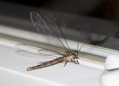 Ascaloptynx appendiculata