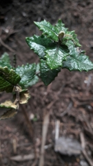 Scrobicaria ilicifolia