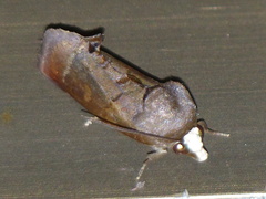 Gonodonta immacula
