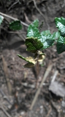 Scrobicaria ilicifolia