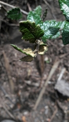 Scrobicaria ilicifolia