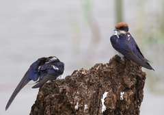 Hirundo smithii smithii