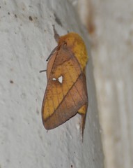 Syssphinx blanchardi