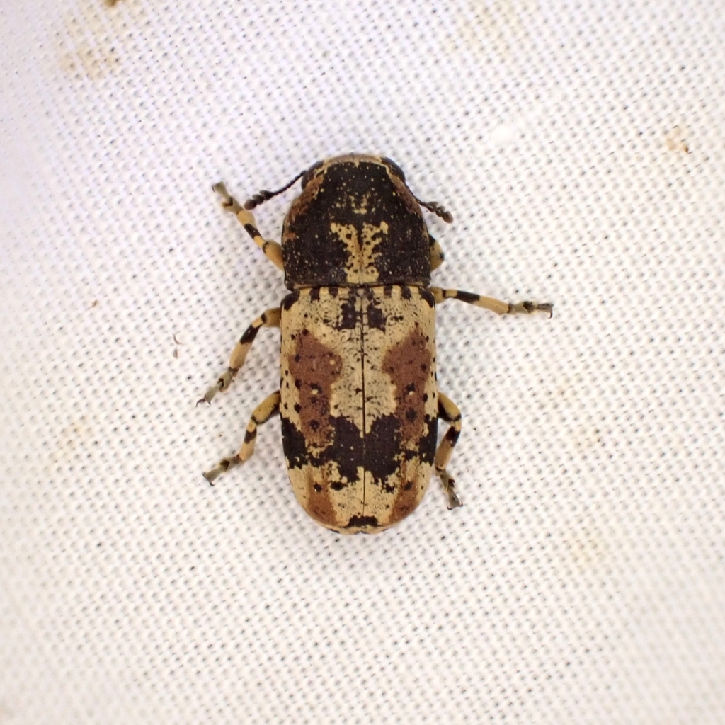 Eugonus particolor