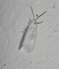 Pygarctia flavidorsalis